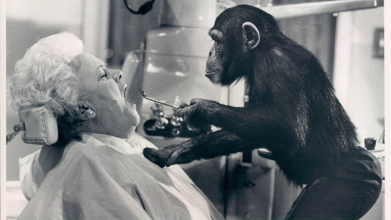 Illustration for article titled The Weirdest Animal Movie (and TV) Stars of All Time
